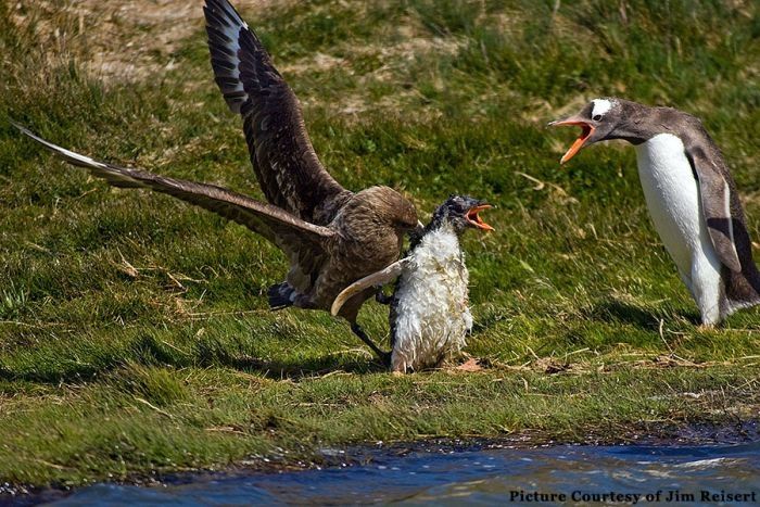 bird attack on a small penguin