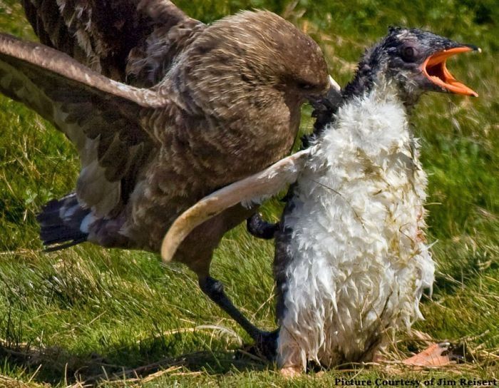 bird attack on a small penguin