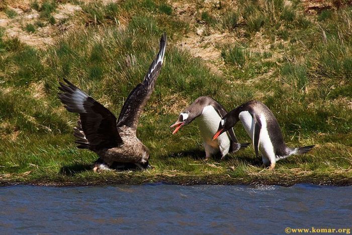 bird attack on a small penguin