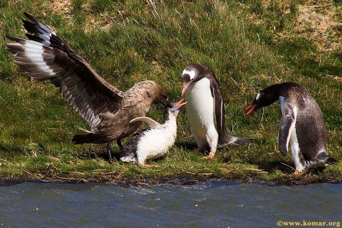 bird attack on a small penguin