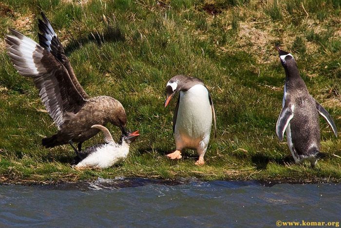 bird attack on a small penguin