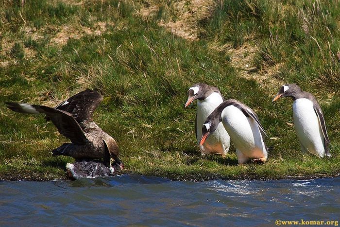 bird attack on a small penguin