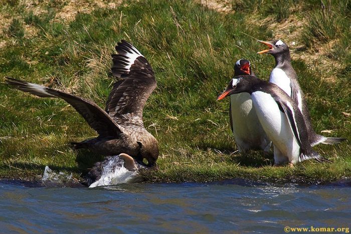 bird attack on a small penguin