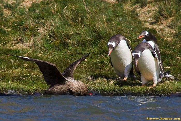 bird attack on a small penguin