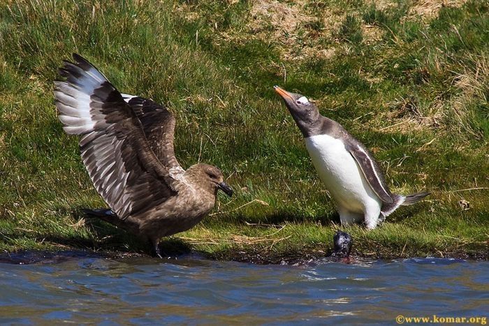 bird attack on a small penguin