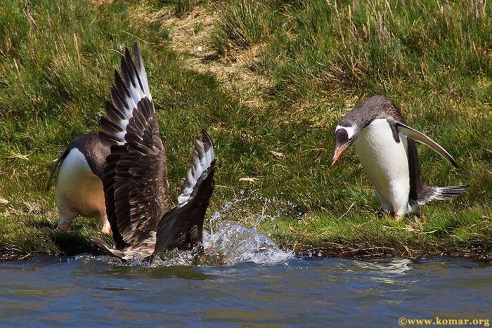 bird attack on a small penguin