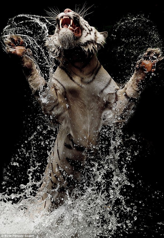 tiger in the water