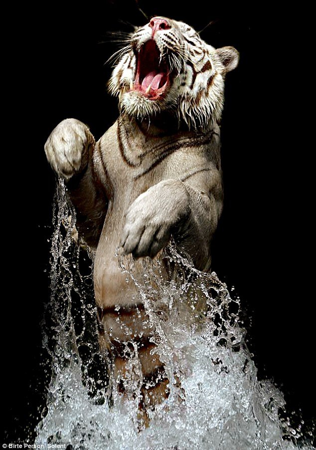 tiger in the water