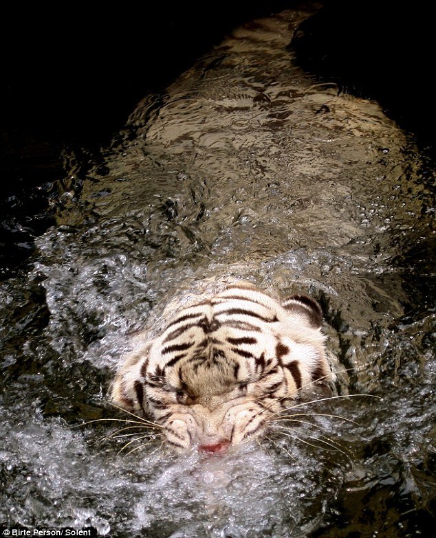 tiger in the water