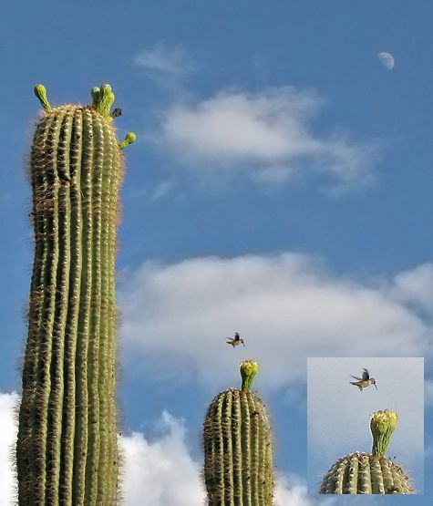 Birds in the cactus