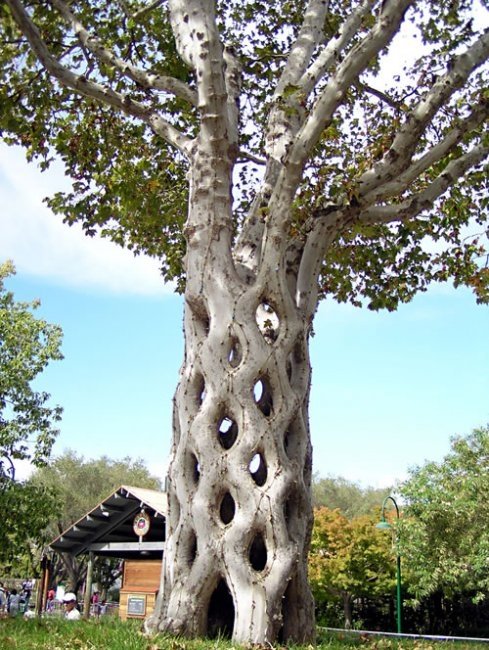 unusual trees in the world