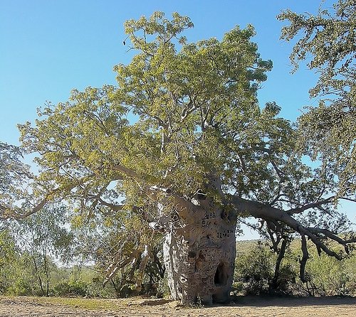 unusual trees in the world