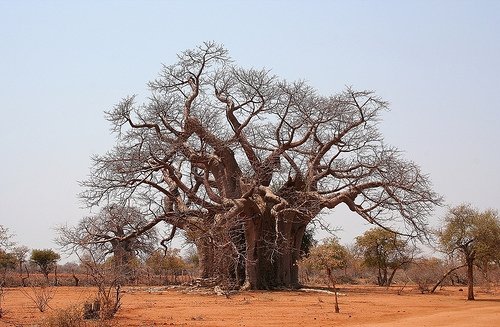 unusual trees in the world