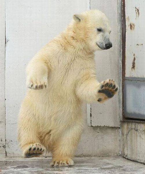 dancing bear