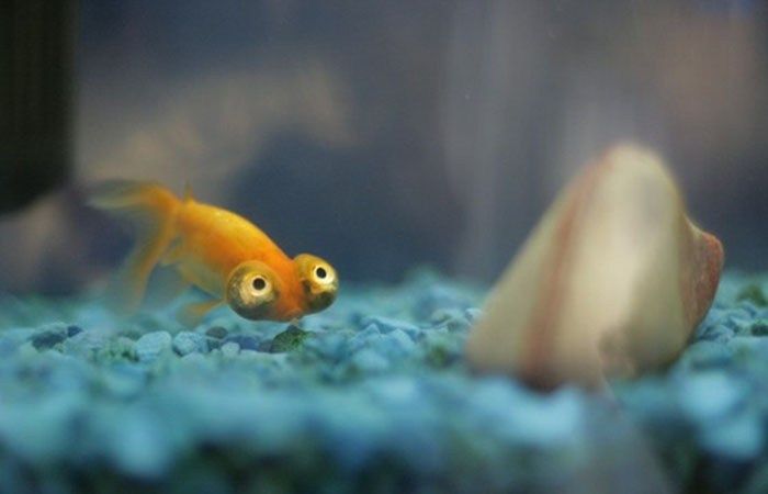 The most funny fish in the world