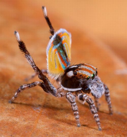 small colorful spider