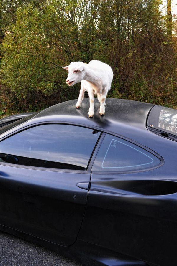 ferrari goat