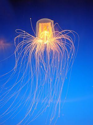 jellyfish