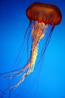 jellyfish