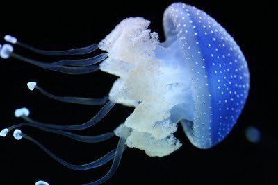 jellyfish