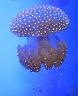 jellyfish