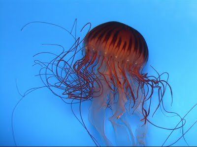 jellyfish