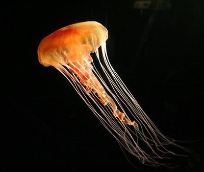 jellyfish