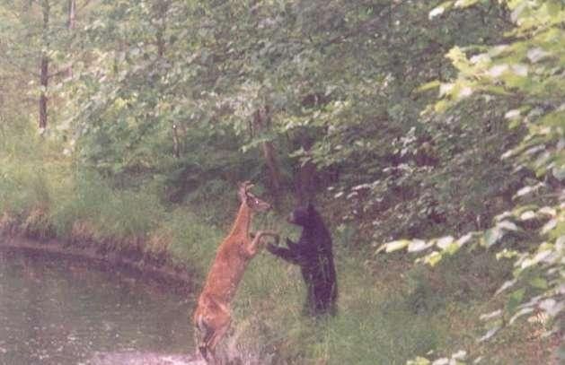 bear and deer battle