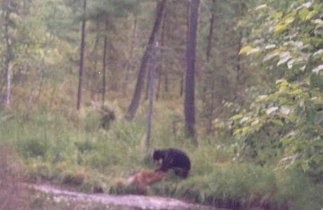 bear and deer battle