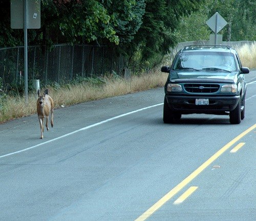 deer mammal