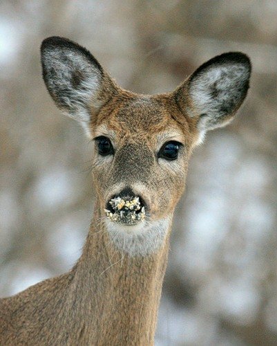 deer mammal