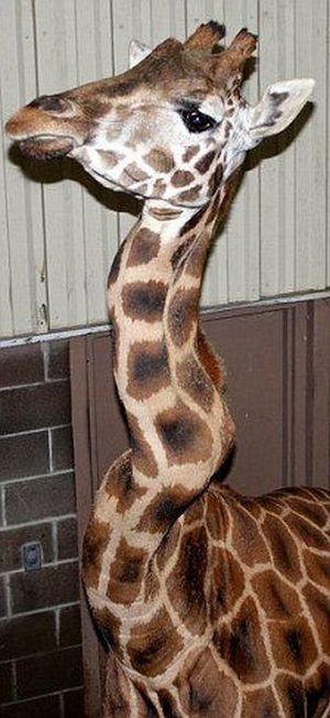 giraffe with a broken neck