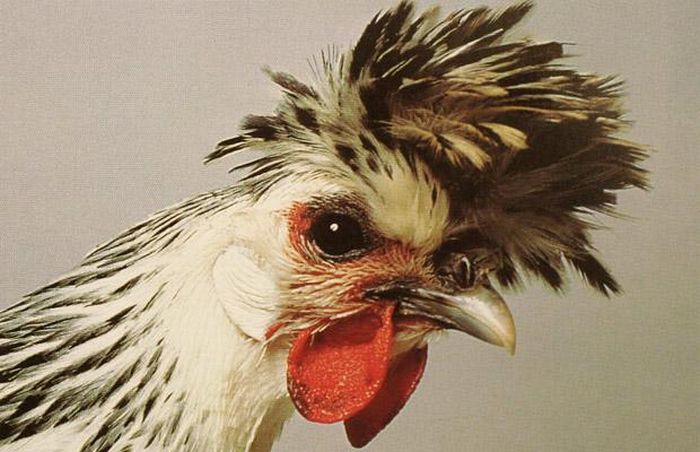 Unusual rooster