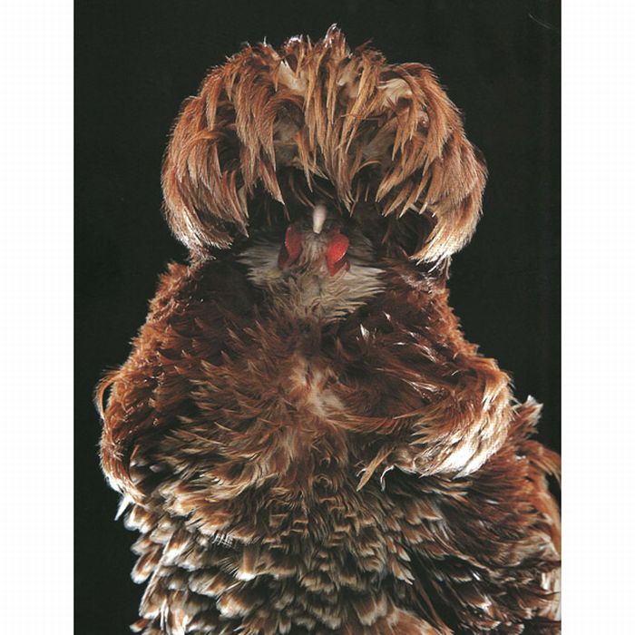 Unusual rooster