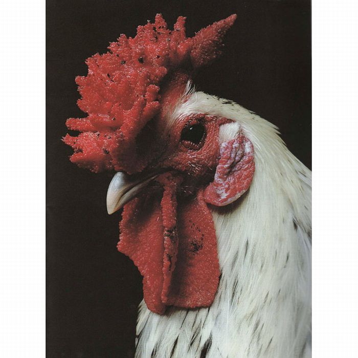 Unusual rooster