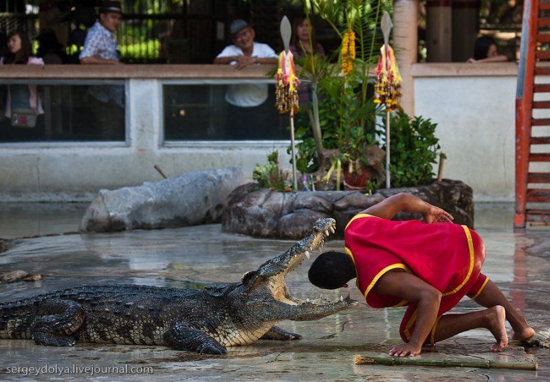 Crocodile show, Million Years Stone Park, Pattaya, Thailand