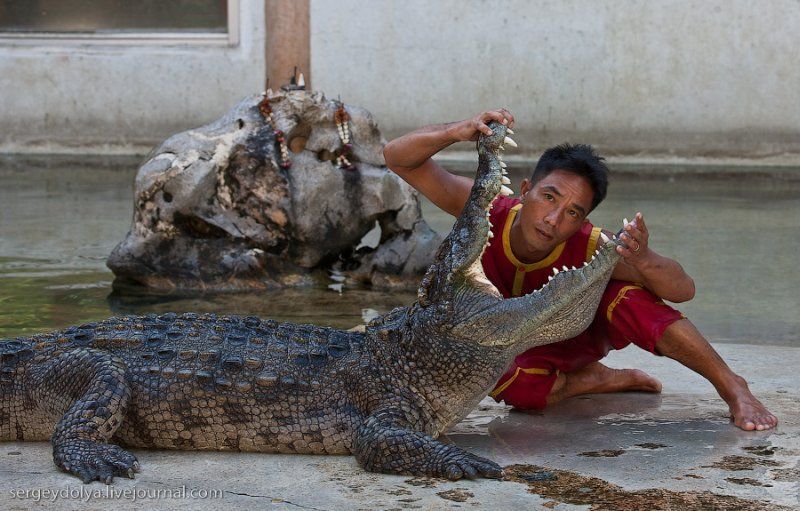 Crocodile show, Million Years Stone Park, Pattaya, Thailand