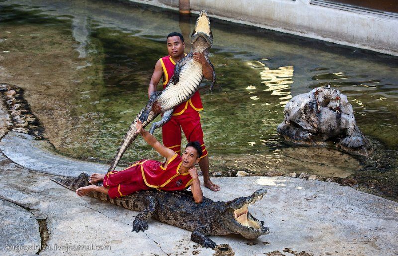 Crocodile show, Million Years Stone Park, Pattaya, Thailand