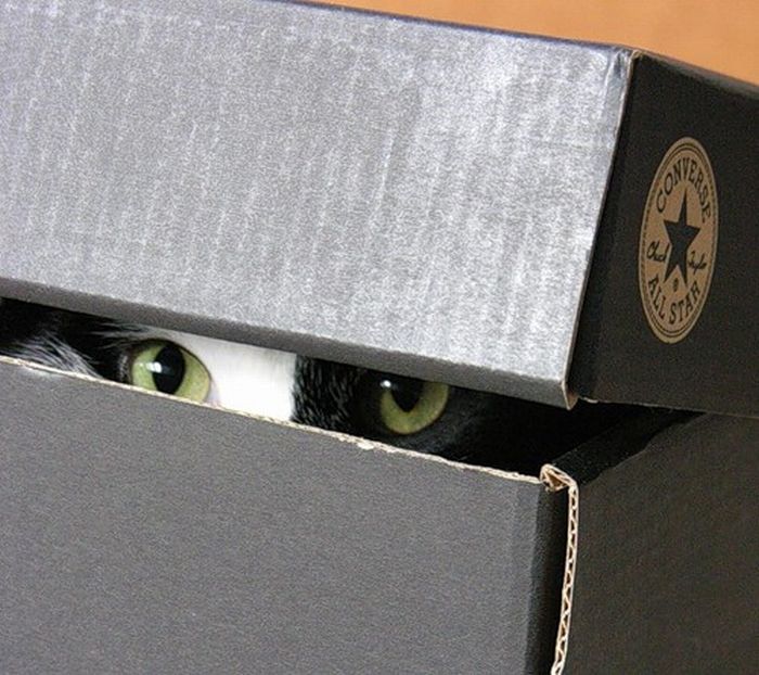 hiding cat