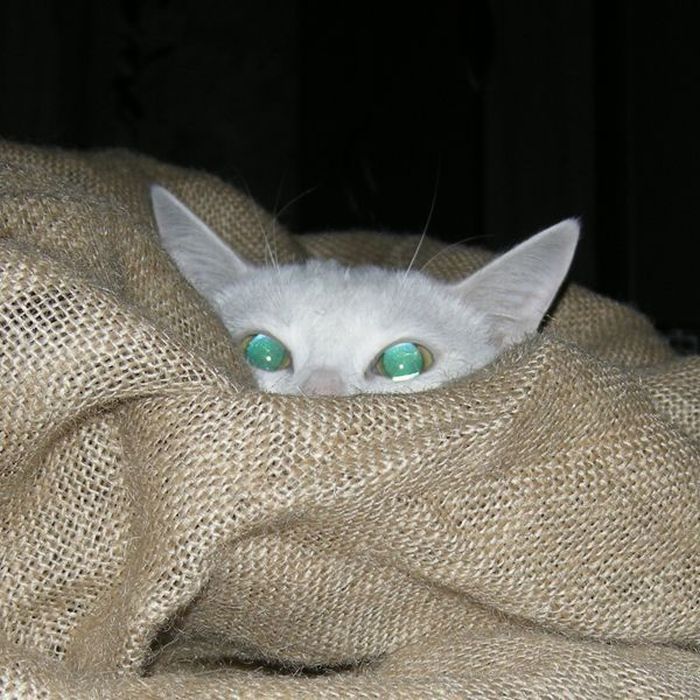 hiding cat