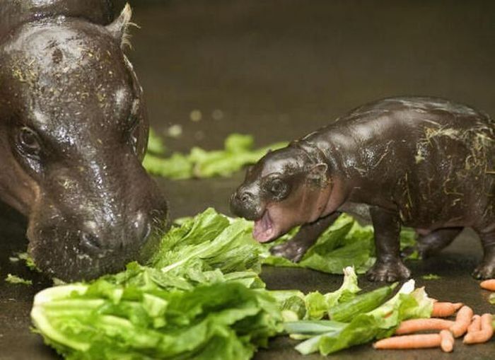 Flory, pygmy hippopotamus, Diergaarde Zoo, Blijdorp, Rotterdam, Netherlands