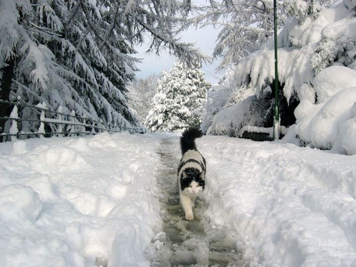 cats in the snow