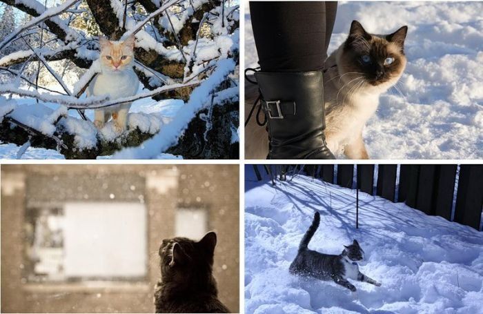 cats in the snow