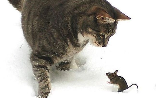cat and mouse, tom and jerry