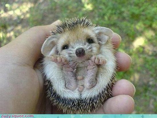 cute baby pet animal