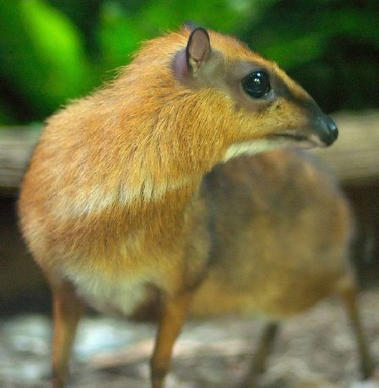 mouse deer