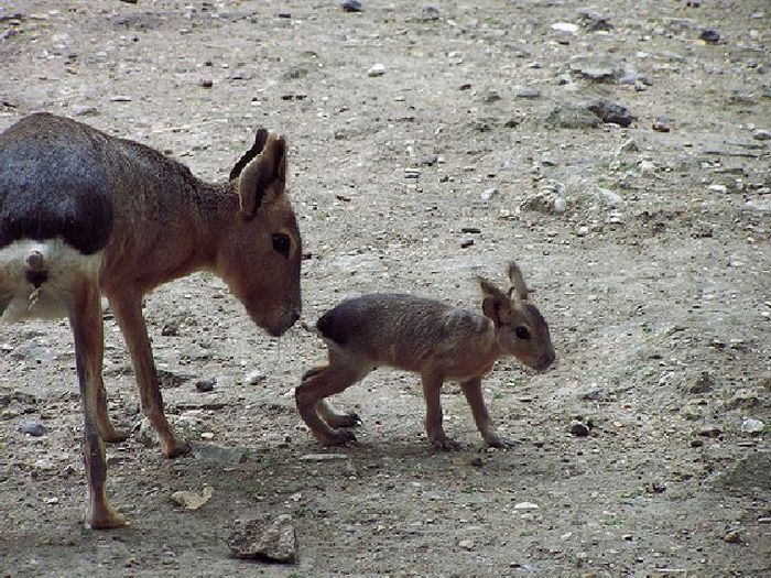 mouse deer