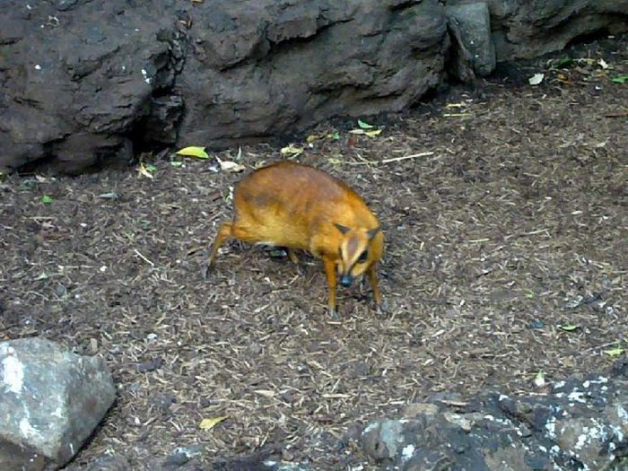 mouse deer