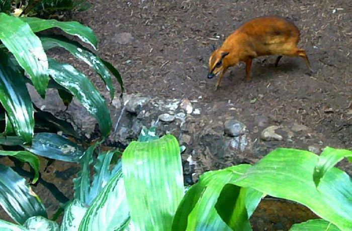 mouse deer