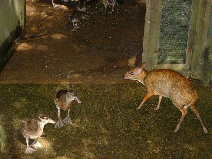 mouse deer